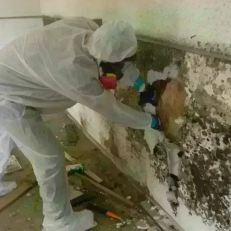 Mold Remediation and Removal in Lancaster, CA